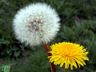 婆婆丁能治什么病？婆婆丁能治哪些病？