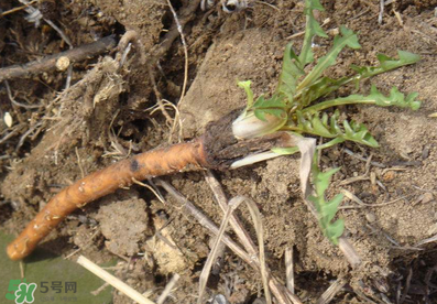 婆婆丁能治什么?。科牌哦∧苤文男┎。?></p><h3 style=