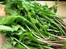 婆婆丁能治什么病？婆婆丁能治哪些病？