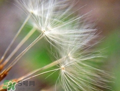 蒲公英可以治刺瘊嗎?蒲公英為什么能治瘊子? 蒲公英可以治刺瘊嗎?蒲公英為什么能治瘊子?