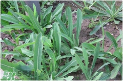 苦苦菜的功效與作用及食用方法 苦苦菜的功效與作用及食用方法