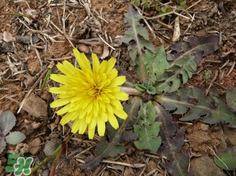 婆婆丁能治高血壓嗎？婆婆丁治高血壓是真的嗎？