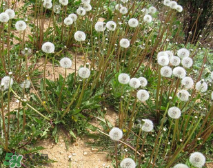 婆婆丁能治高血壓嗎？婆婆丁治高血壓是真的嗎？