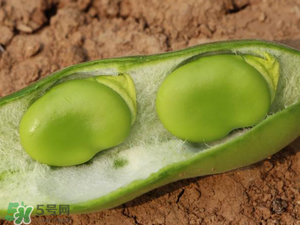 蠶豆什么時(shí)候成熟？蠶豆什么時(shí)候上市？