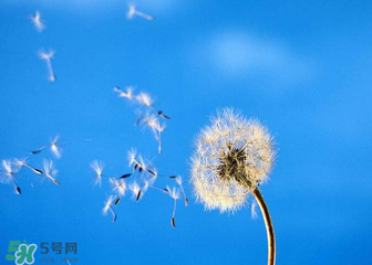 婆婆丁能治乳腺增生嗎？婆婆丁可以治乳腺增生嗎？