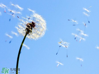 婆婆丁能治乳腺增生嗎？婆婆丁可以治乳腺增生嗎？