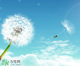 婆婆丁能治乳腺增生嗎？婆婆丁可以治乳腺增生嗎？