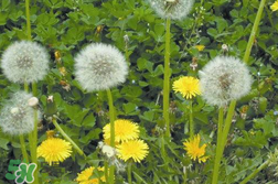 婆婆丁能治婦科病嗎？婆婆丁可以治婦科病嗎？