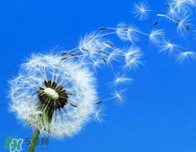 婆婆丁能治婦科病嗎？婆婆丁可以治婦科病嗎？