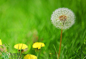 婆婆丁能治婦科病嗎？婆婆丁可以治婦科病嗎？