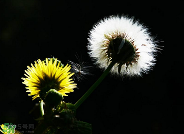 婆婆丁能治糖尿病嗎？婆婆丁可以治糖尿病嗎？