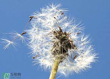 婆婆丁能治糖尿病嗎？婆婆丁可以治糖尿病嗎？