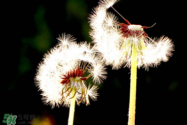 婆婆丁能治糖尿病嗎？婆婆丁可以治糖尿病嗎？