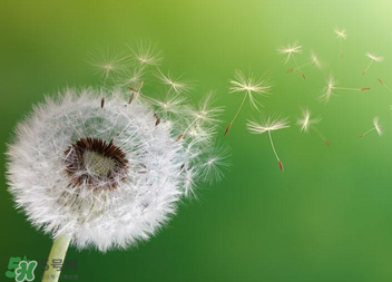 婆婆丁能治痔瘡嗎？婆婆丁可以治痔瘡嗎？