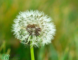 婆婆丁能治痔瘡嗎？婆婆丁可以治痔瘡嗎？