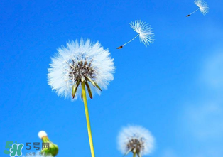 婆婆丁能治痔瘡嗎？婆婆丁可以治痔瘡嗎？