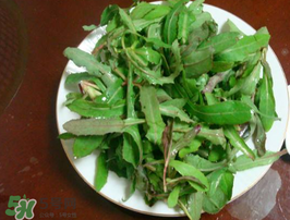 曲曲菜怎么吃？曲曲菜的吃法