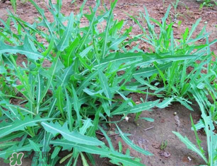 曲曲菜孕婦能吃嗎？孕婦可以吃曲曲菜嗎？