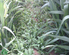 曲曲菜孕婦能吃嗎？孕婦可以吃曲曲菜嗎？