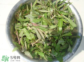 曲曲菜孕婦能吃嗎？孕婦可以吃曲曲菜嗎？