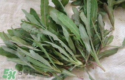 曲曲菜能生吃嗎？曲曲菜可以生吃嗎？