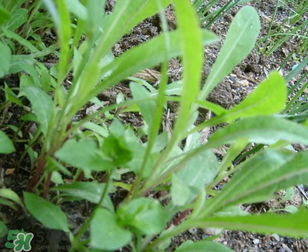 曲曲菜能生吃嗎？曲曲菜可以生吃嗎？