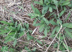 曲曲菜如何做好吃？曲曲菜怎么做好吃？