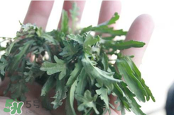 曲曲菜如何做好吃？曲曲菜怎么做好吃？