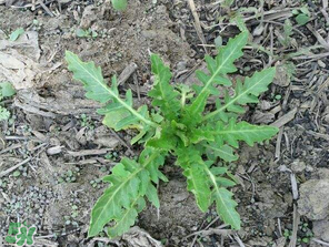 曲曲菜如何做好吃？曲曲菜怎么做好吃？