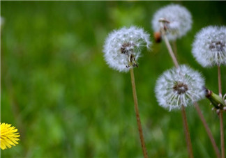 婆婆丁能治婦科病嗎？婆婆丁可以治婦科病嗎？