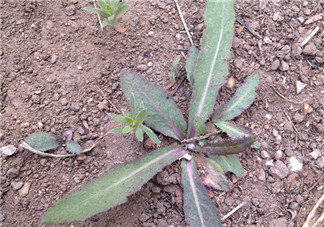 曲曲菜孕婦能吃嗎？孕婦可以吃曲曲菜嗎？