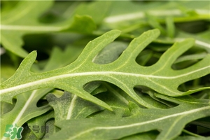 苦苦菜的功效與作用及食用方法 苦苦菜的功效與作用及食用方法