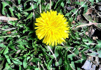 婆婆丁吃不了怎么保存？婆婆丁的保存方法