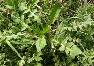 婆婆丁不能與什么同食？婆婆丁不能和什么一起吃？