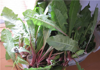 婆婆丁能治什么病？婆婆丁能治哪些病？