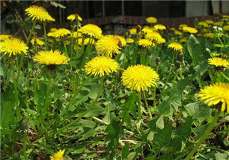 婆婆丁能治高血壓?jiǎn)?？婆婆丁治高血壓是真的嗎?>
               <p class=