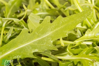 苦苦菜的功效與作用及食用方法 苦苦菜的功效與作用及食用方法