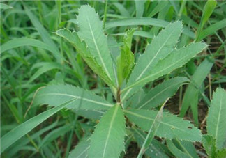 曲曲菜怎么吃？曲曲菜的吃法