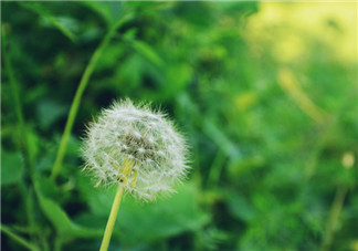 婆婆丁能治乳腺增生嗎？婆婆丁可以治乳腺增生嗎？