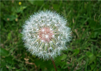 婆婆丁能治痔瘡嗎？婆婆丁可以治痔瘡嗎？