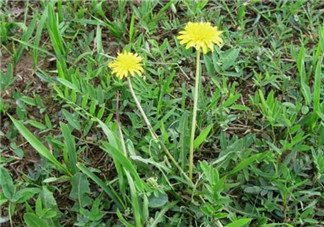 婆婆丁能炒雞蛋嗎？婆婆丁可以炒雞蛋嗎？