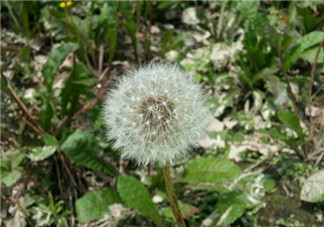 婆婆丁怎么吃？婆婆丁怎么吃最好？