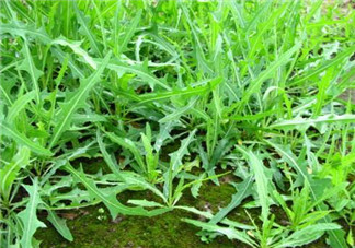 曲曲菜能生吃嗎？曲曲菜可以生吃嗎？