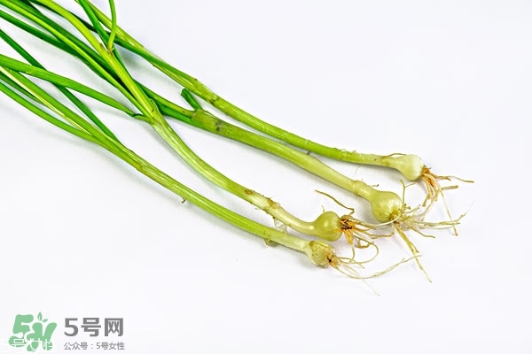 野生小根蒜的功效與作用 小根蒜有什么營養(yǎng)價值 野生小根蒜的功效與作用 小根蒜有什么營養(yǎng)價值