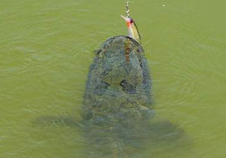 四月份能路亞黑魚嗎？路亞黑魚什么時(shí)間最好？