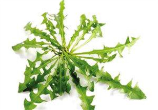 婆婆丁能包餃子嗎？婆婆丁可以包餃子嗎？