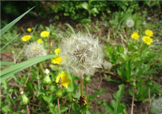 婆婆丁能治糖尿病嗎？婆婆丁可以治糖尿病嗎？