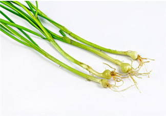 小根蒜的根能吃嗎？小根蒜的須子可以吃嗎