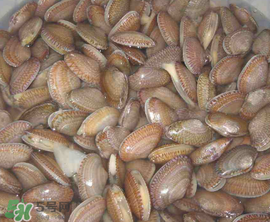 花甲怎么養(yǎng)不會(huì)死？花甲怎么養(yǎng)到用第二天？