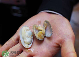 花甲怎么養(yǎng)不會(huì)死？花甲怎么養(yǎng)到用第二天？